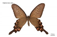 藏品(麝鳳蝶)的圖片